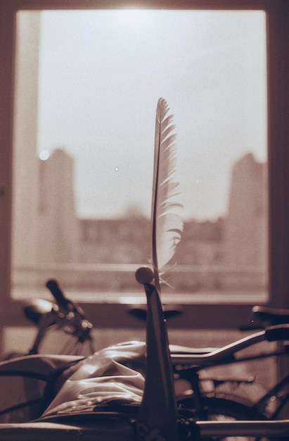 Photo close-up of feather