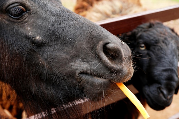 Close up feeding food to dwarf horse and sheep at animals farm