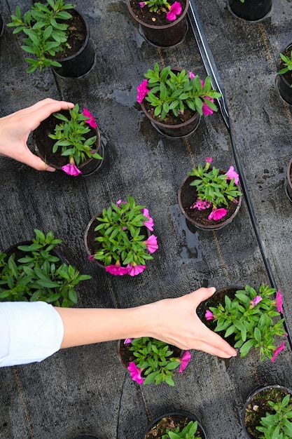 Close up of female farmer examining flowers in greenhouse Potted blooming plants in greenhouse garden top view