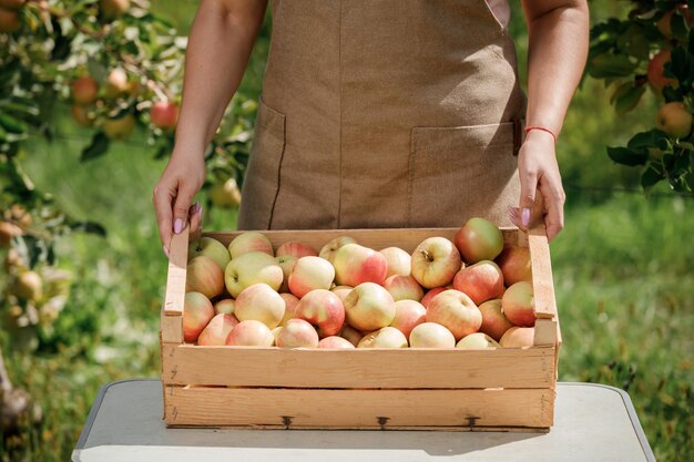 Close up of female farmer worker crop picking fresh ripe apples in orchard garden during autumn harvest Harvesting time