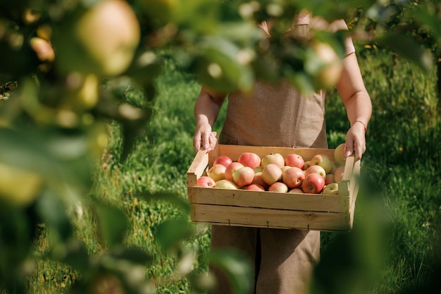 Close up of female farmer worker hands holding picking fresh ripe apples in orchard garden during autumn harvest Harvesting time