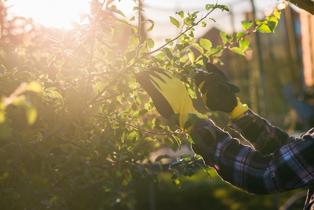 Close up of female gardener cuts unnecessary branches and leaves from a tree with pruning shears while processing an apple tree in the garden Gardening and hobby concept