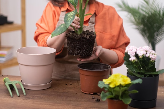 Close up female gardener hands planting dieffenbachia plant and repotting house plants care