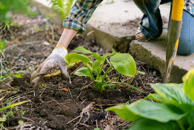 Close up female planting decorative plant with huge leaves in the soils