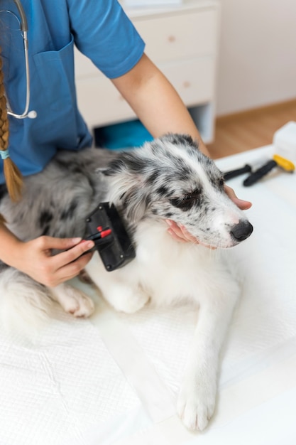 Close-up of a female veterinarian's hand grooming hair with slicker brush