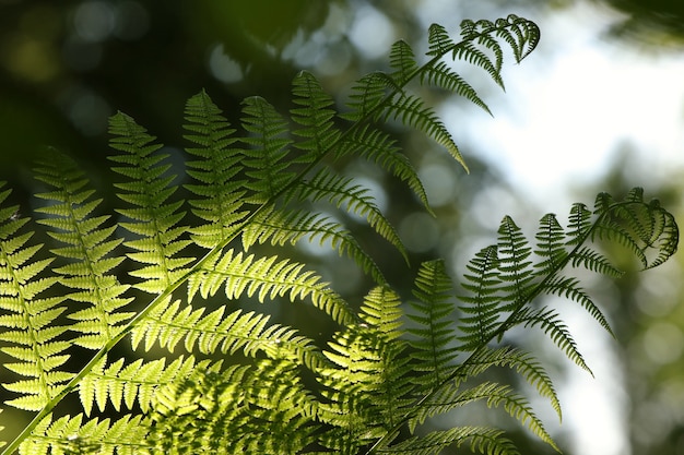 Close-up of Fern in the forest