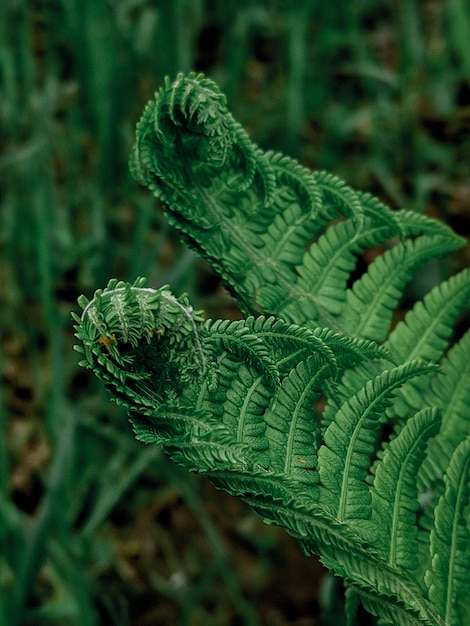 Photo close-up of fern leaf