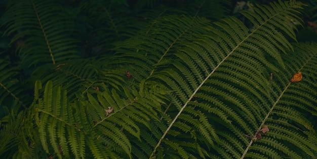 A close up of a fern leaf