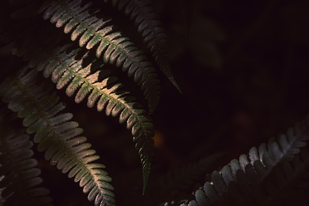 Photo close-up of fern leaves