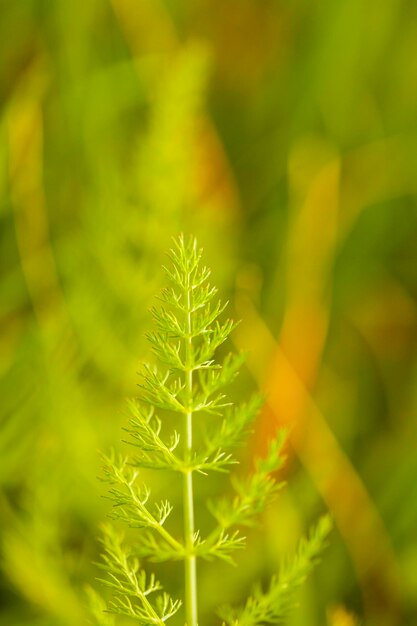 Close-up of fern leaves