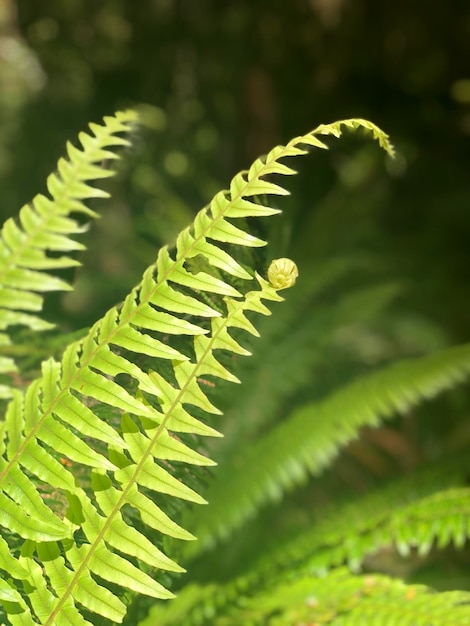 Close-up of fern leaves