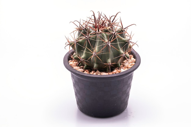 Close up Ferocactus in black pot isolated