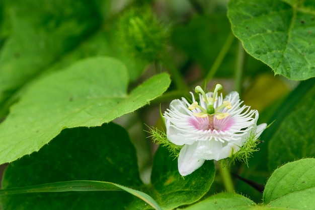 Close up Fetid passionflower with green leafs for background.