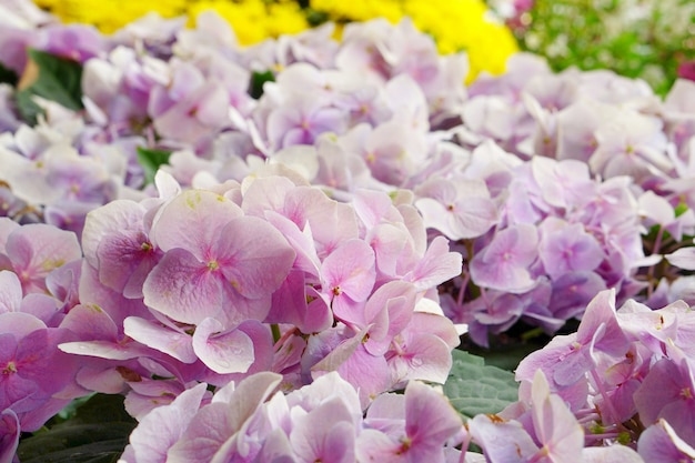 Close up field of soft pink hydrangea flower.