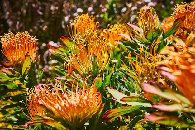 Photo close up of field of yellow pinwheel flowers in bloom with golden colors and green and purple leaves