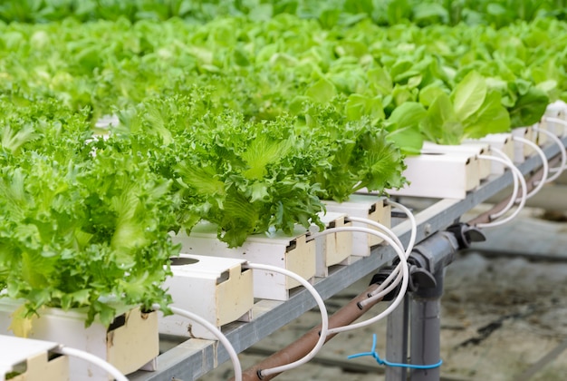 Close up of Fillie Iceburg leaf lettuce vegetables plantation 