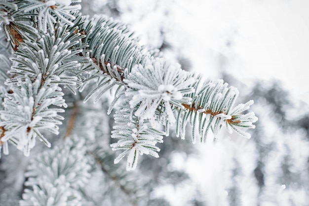 Close up of fir tree branch in the snow. Winter nature background.