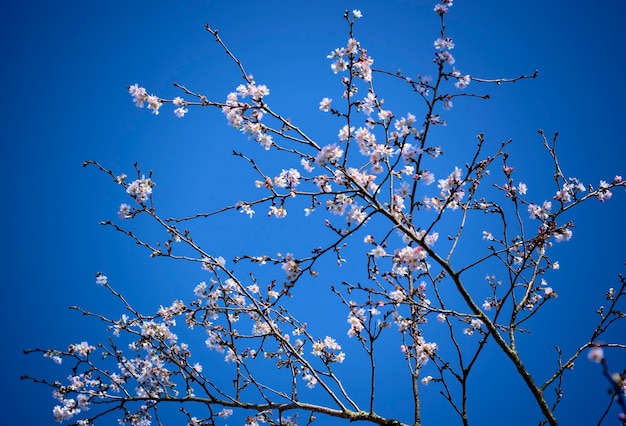 Close up of first spring buds and cherry tree flowers on a background of blue sky.