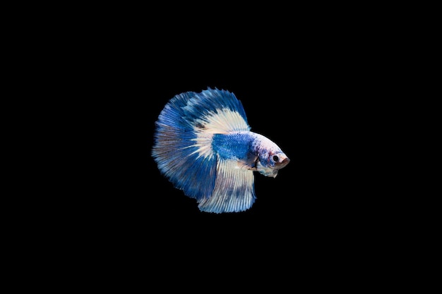 Close-up of fish against black background