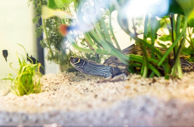 Close-up of fish on field