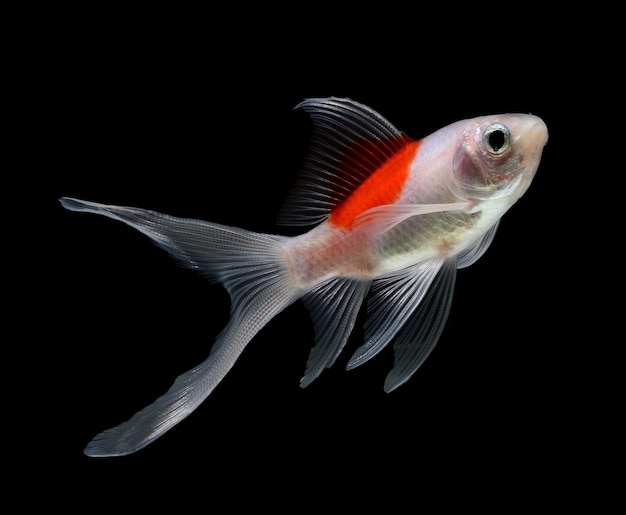 Close-up of fish in sea against black background