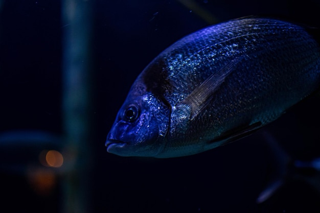 Photo close-up of fish swimming in aquarium