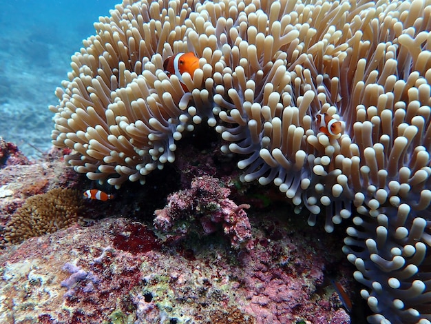 Close-up of fish swimming in sea