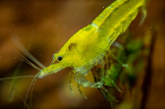 Photo close-up of fish swimming in sea