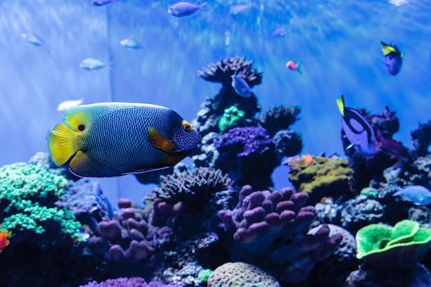 Photo close-up of fish swimming underwater