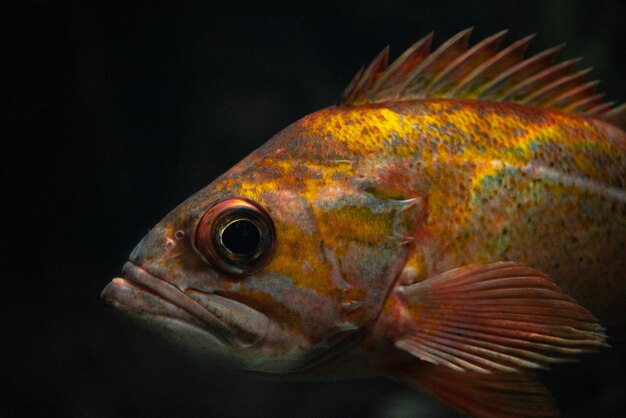 Close-up of fish swimming with black background