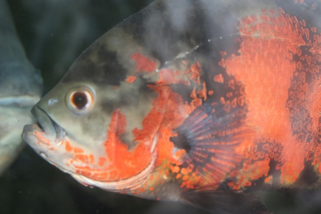 Close-up of fish underwater