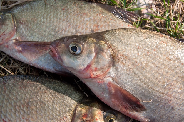 Close-up of fish