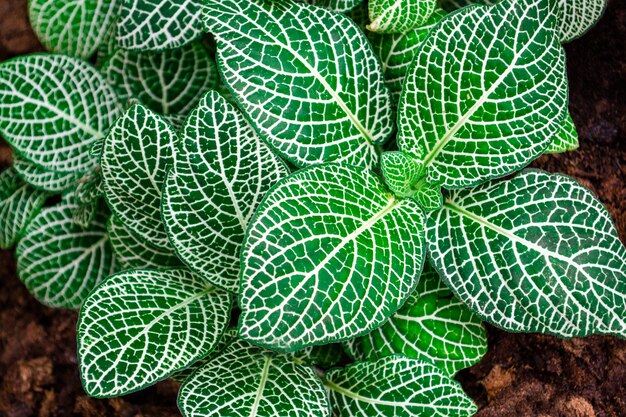 Close up of fittonia white anne leaf nature texture