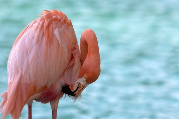 Close up of a flamingo isolated on blue water copy space