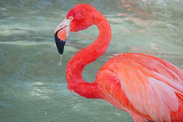 Photo close-up of a flamingo