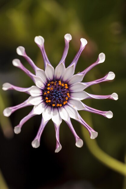 Photo close-up of flower against blurred background