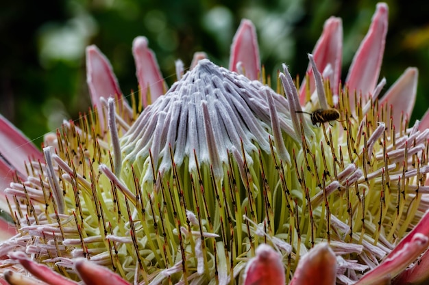 Close-up of flower blooming outdoors