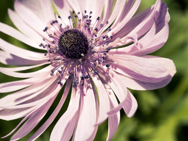 Photo close-up of flower blooming outdoors