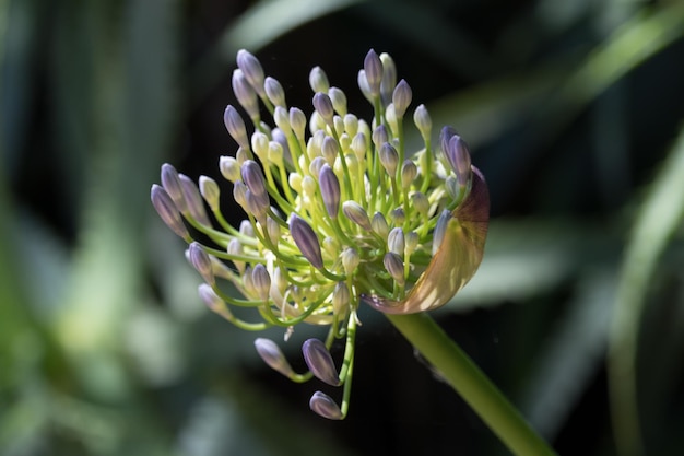 Photo close-up of flower blooming outdoors