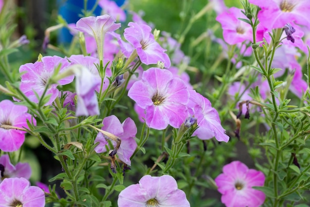 Close up of a flower border with colouful flowering Petunia Wave Sweetheartx9