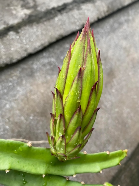 A close up of a flower bud that is about to open