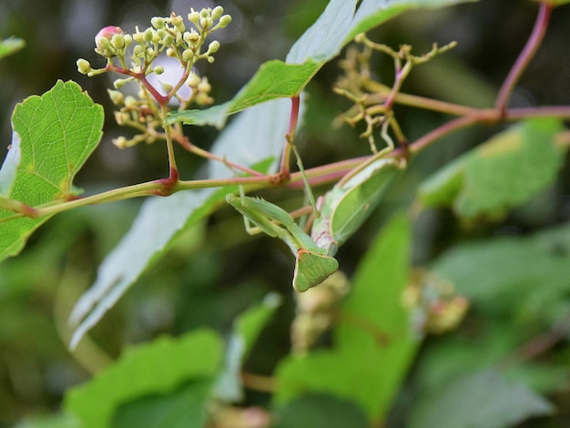 Close-up of flower buds