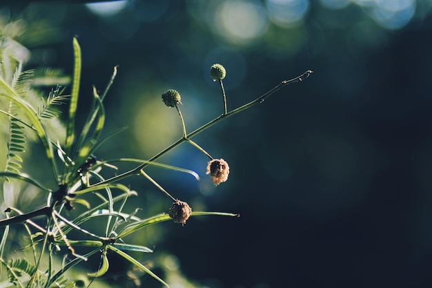 Photo close-up of flower buds