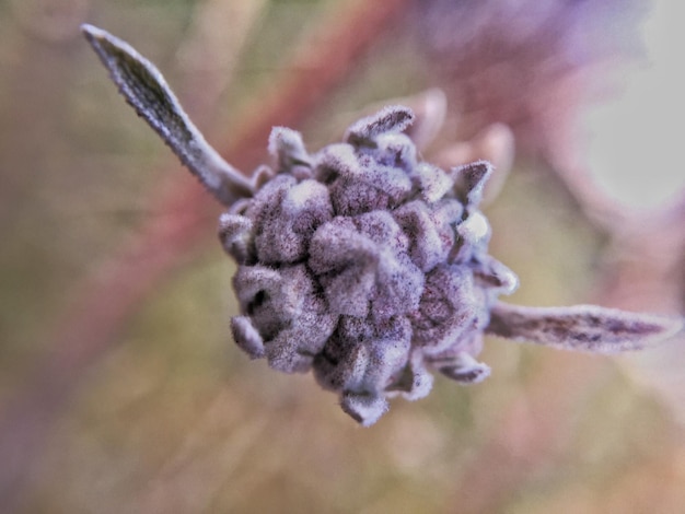 Photo close-up of flower buds