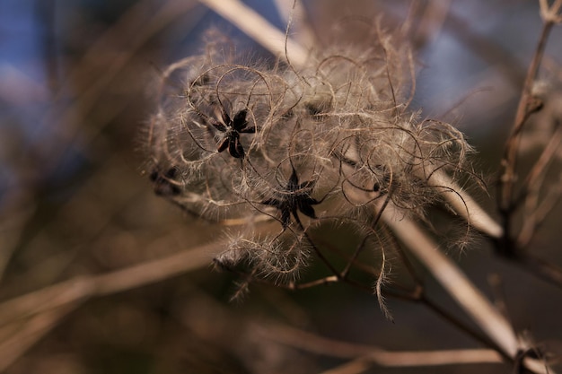 Photo close-up of flower plant