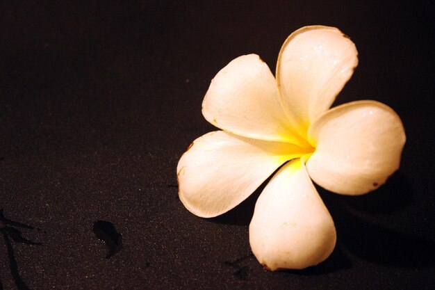 Close-up of flower on surface at night