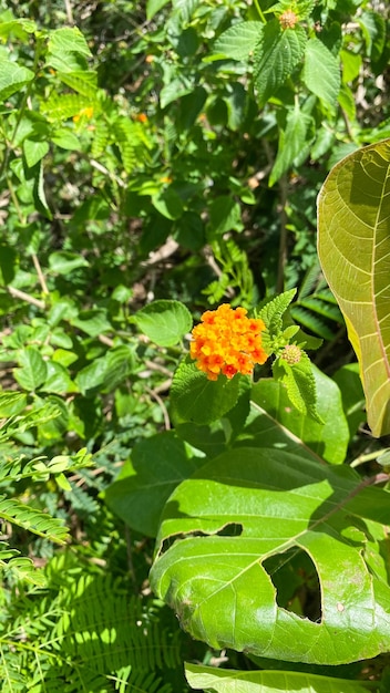 A close up of a flower with orange and yellow flowers petal, very beautiful