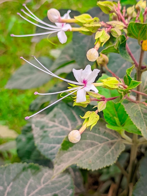 A close up of a flower with a purple and white flower