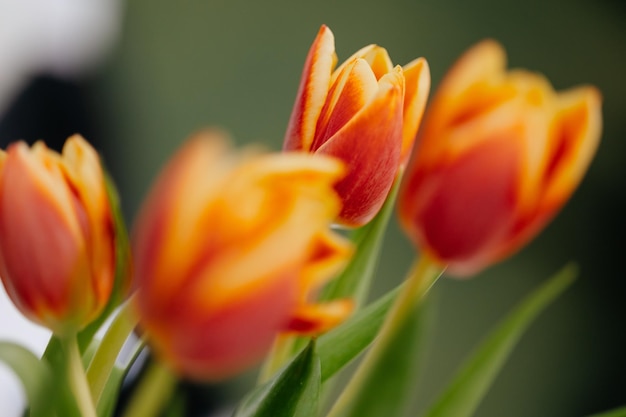 A close up of a flower with the red tulips in the middle Blurry background