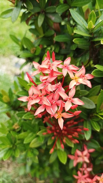 A close up of a flower with red and white petals